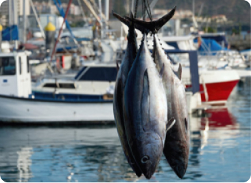 画像：寿司 戸井のマグロ 2貫